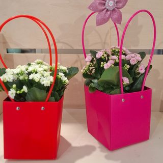 Piantina grassa con borsette 