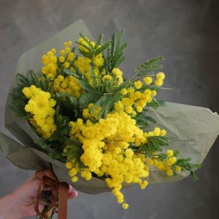 Mazzo di mimose
