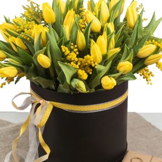 Tulipani giallo con mimose