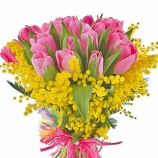 Tulipani rosa con mimosa