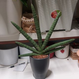 Pianta di sanseveria lingue di suocera