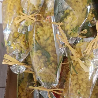 Mimosa testa di donna