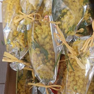 Mimosa testa di donna