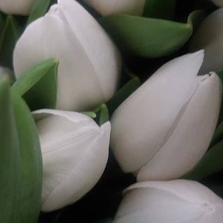 Dici tulipani di due fila bianco con verde insieme belboque