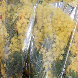 Mimosa testa di donna