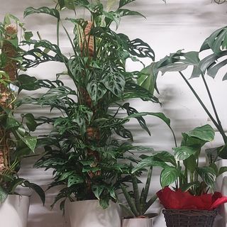 Una pianta grassa tipo pothos e dentro casa anche ufficio anche ufficio poi locale nel grande