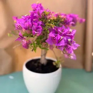 Bonsai Giapponese
