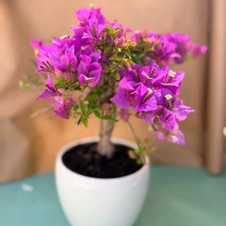 Bonsai Giapponese