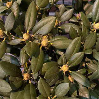 Rododendri 