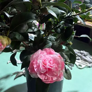 Camelia