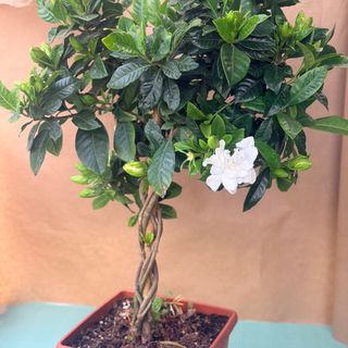Gardenia Albero Fiorito