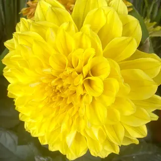 Pianta di dalia