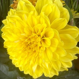 Pianta di dalia