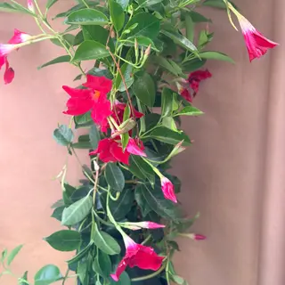 Siplatinia