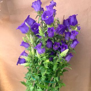 Campanula