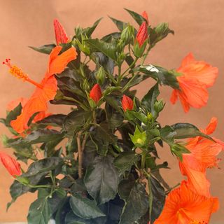 Hibiscus