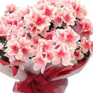 Azalea grande