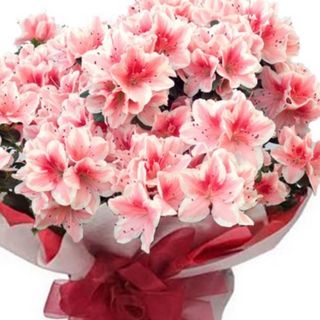 Azalea grande