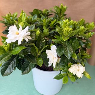 Gardenia