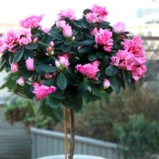 Albero di azalea