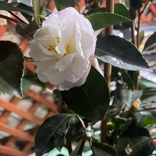 Camelia