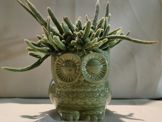 Gufo con pianta grassa