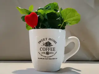 Pianta del caffè