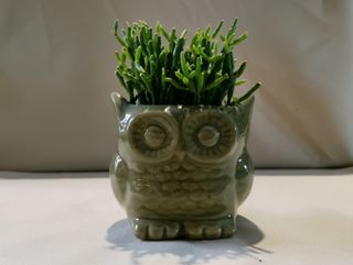 Gufetto con pianta grassa