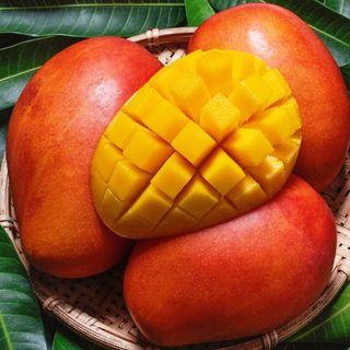 FT6- Mango Sago 500ml