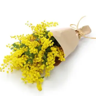 Mimosa