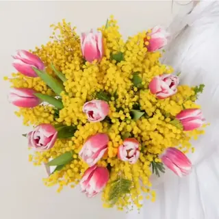 Mimosa
