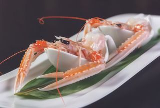 994 Scampi esotic