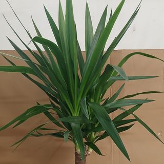 Yucca pianta media