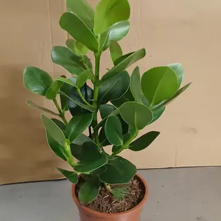 Pianta Verde