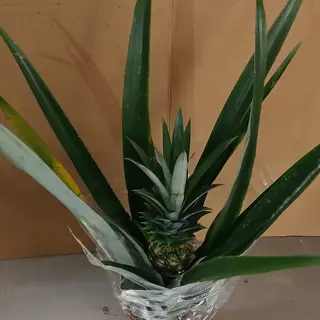 Ananas pianta