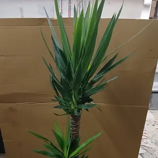 Yucca pianta gerande