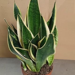 Sansevieria gerande