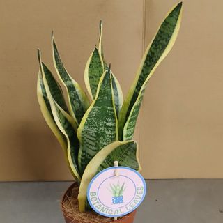 Sansevieria pianta piccolo