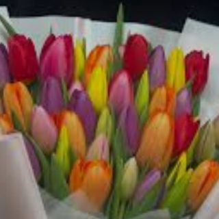 10 Tulipani una mazzo 