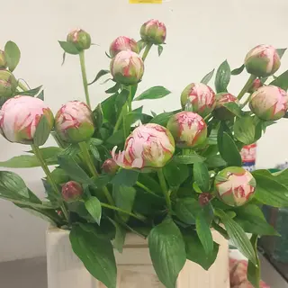 15 Peonie Fresche