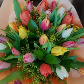 13 Tulipani Una mazzo 