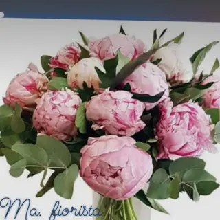 11 peonia fresco