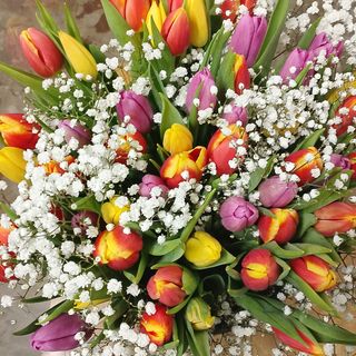 101 Tulipani mix