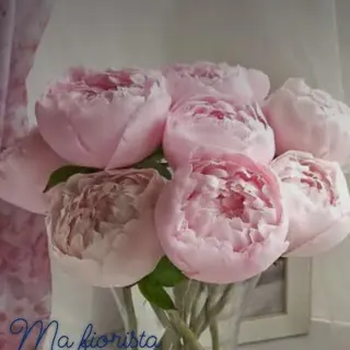 9 peonia rose