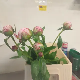 5 Peonie Fresche