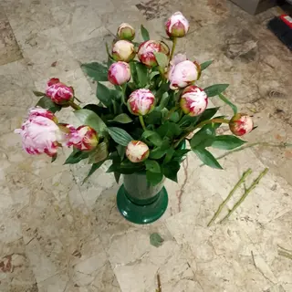 10 Peonie Fresche