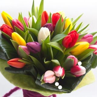 15 Tulipani Una mazzo 