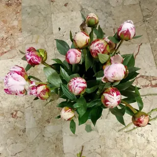 13 Peonia Rosa