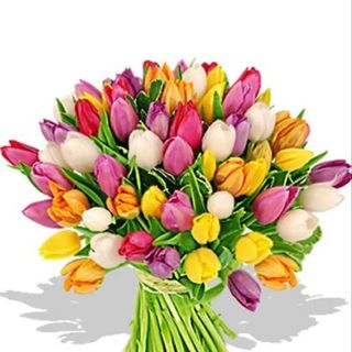 33 Tulipani Una mazzo 