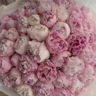 41 Peonia Rosa
